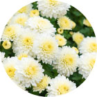 通夜告別式補助スタッフ